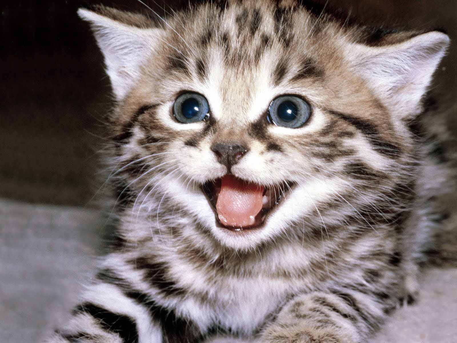 котик